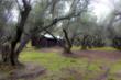 Tents are set in a 100-year-old olive orchard.